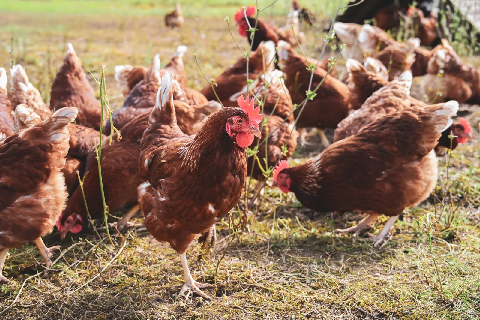 Gallinas ponedoras marrones al aire libre