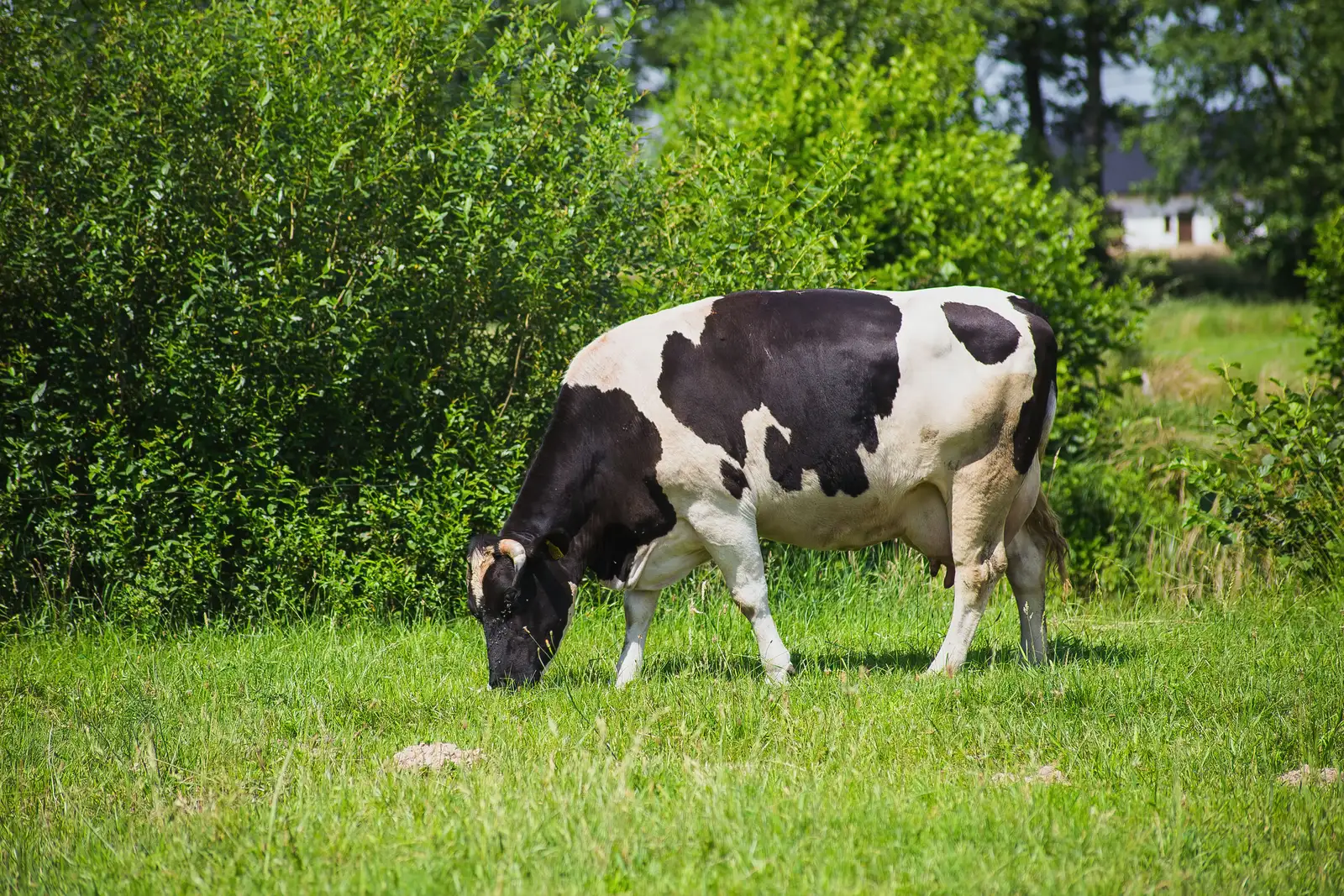 Vaca lechera holstein pastando en un potrero verde